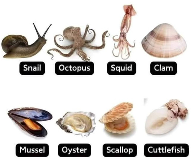 a diagram of different mollusks.