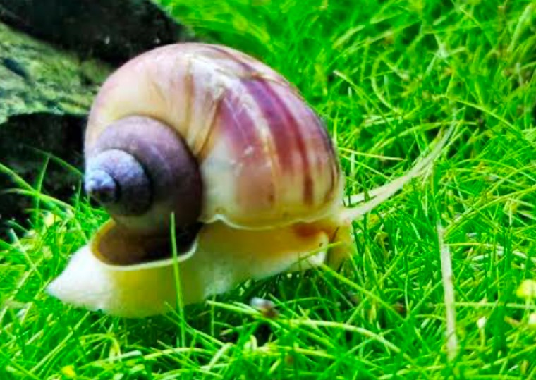 A mystery snail chompping along the grassy bottom of its tank.