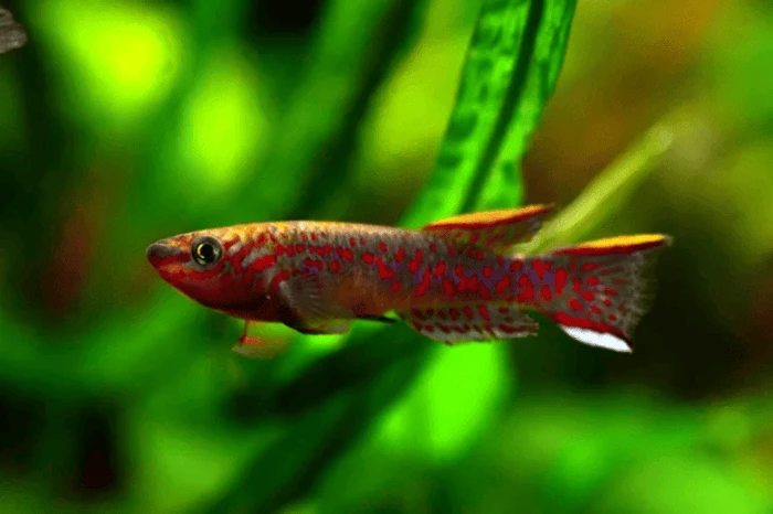 Beautiful Blue Lyretail, aka Gardeneer’s Killifish