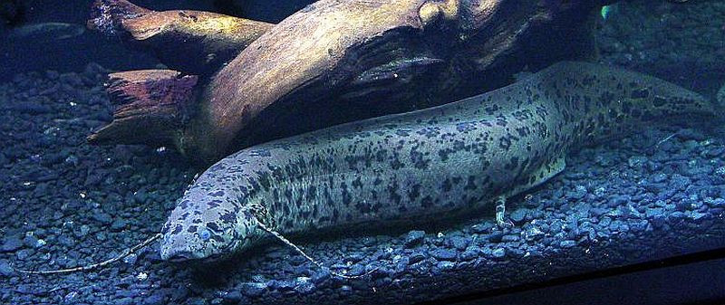 An African Lungfish in a tank.