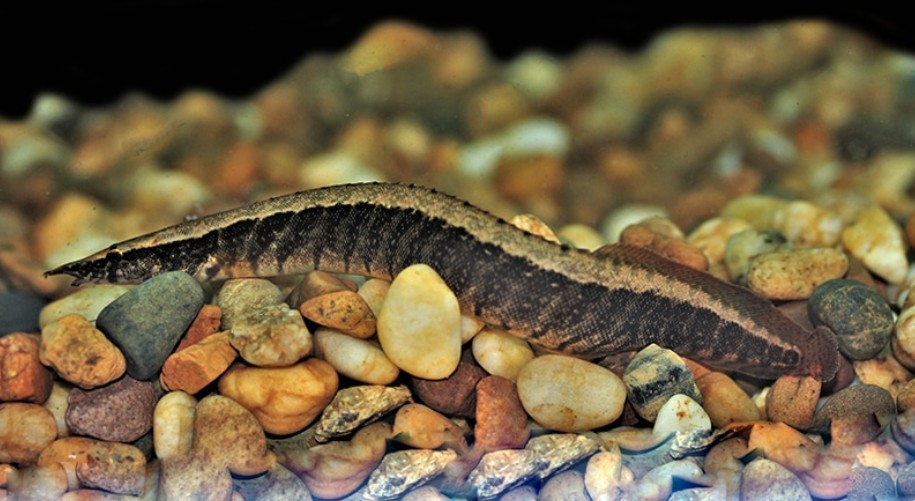 Half-banded spiny eel exploring the smooth rocky substrate of its home.