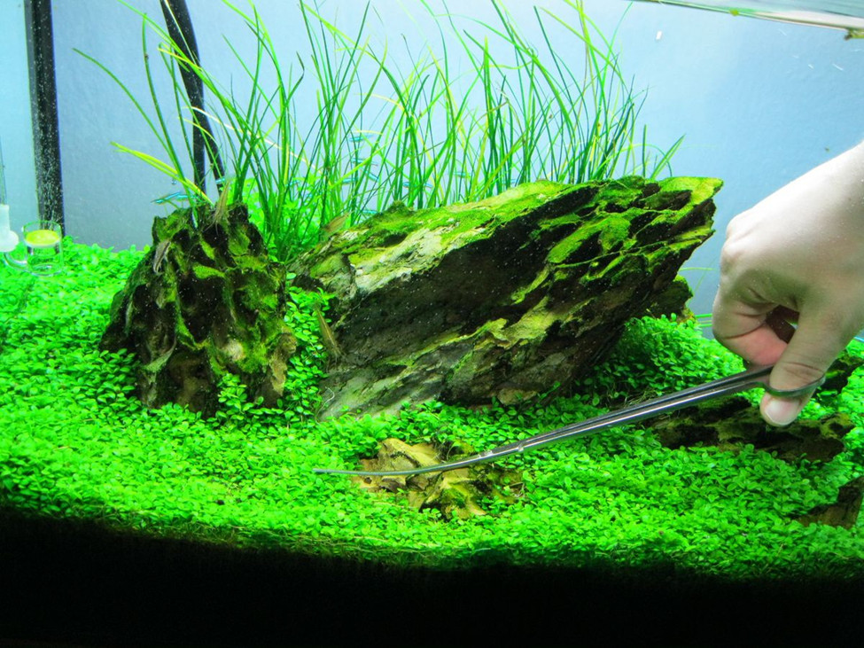 Aquarist trimming ground cover plants with aquascaping scisors.