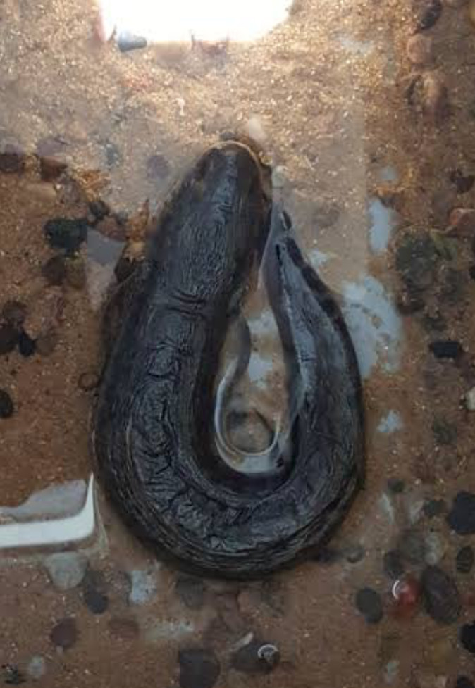 A lungfish in very shallow waters.