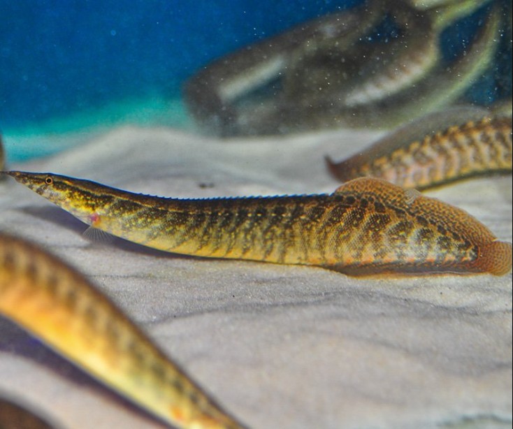 Half-banded spiny eels in their spacious community tank