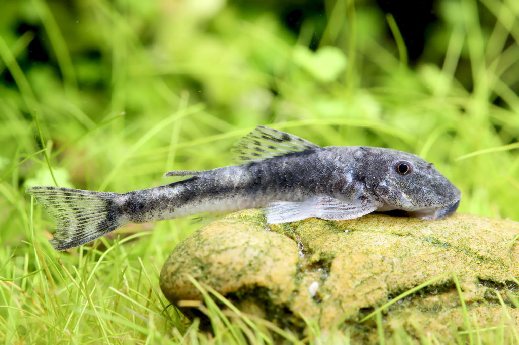 Pictured, A Pitbull Pleco at the bottom of an aquarium 