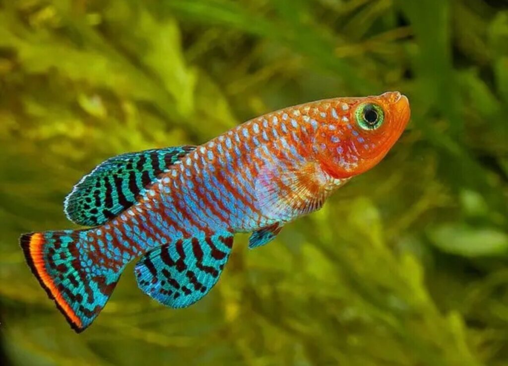A colorful Killifish in a planted tank.