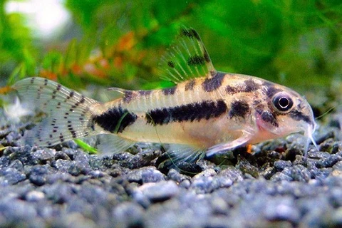 A Pygmy Corydoras fish resting on gravel substrate in its aquascaped tank 