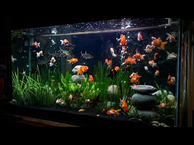 Discover 15 Types of Goldfish for Your Aquarium