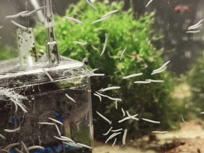 Planaria infestation in an aquarium