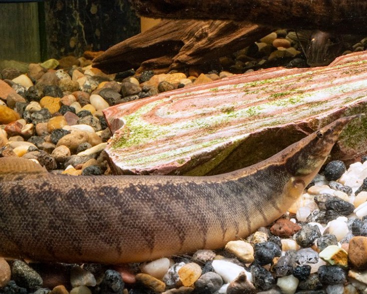 A well aquascaped Spiny Eel enclosure with a spiny eel saying hello as it llooks at the camera.
