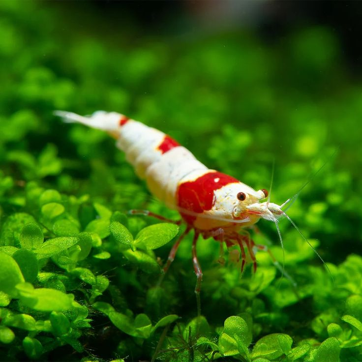 Pictured, A Crystal Red Shrimp at the bottom of an aquarium