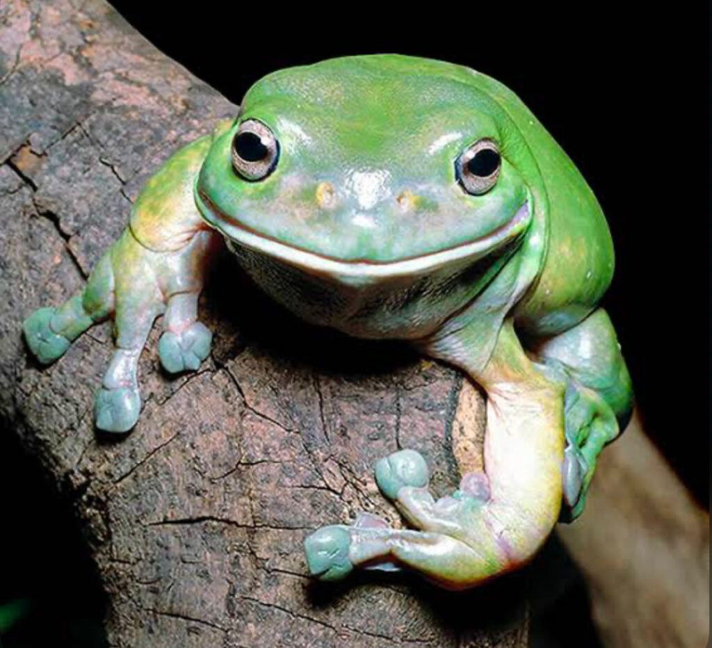 An Australian Green Tree Frog on a tree branch.
