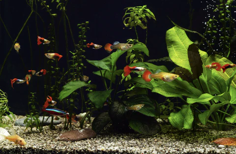 What Common Challenges When Keeping Guppies?