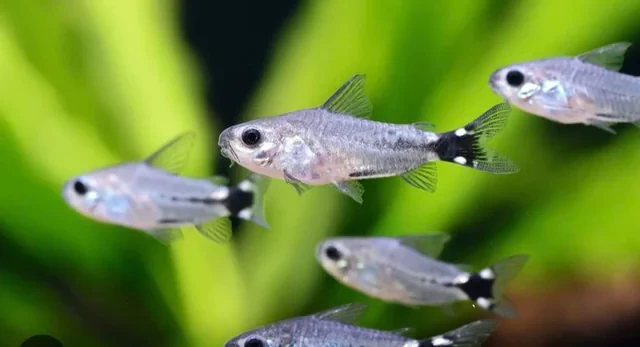 Tail Spot Corydoras schooling in a group of five 