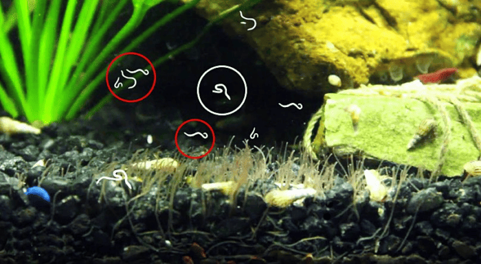 White worms in an aquarium