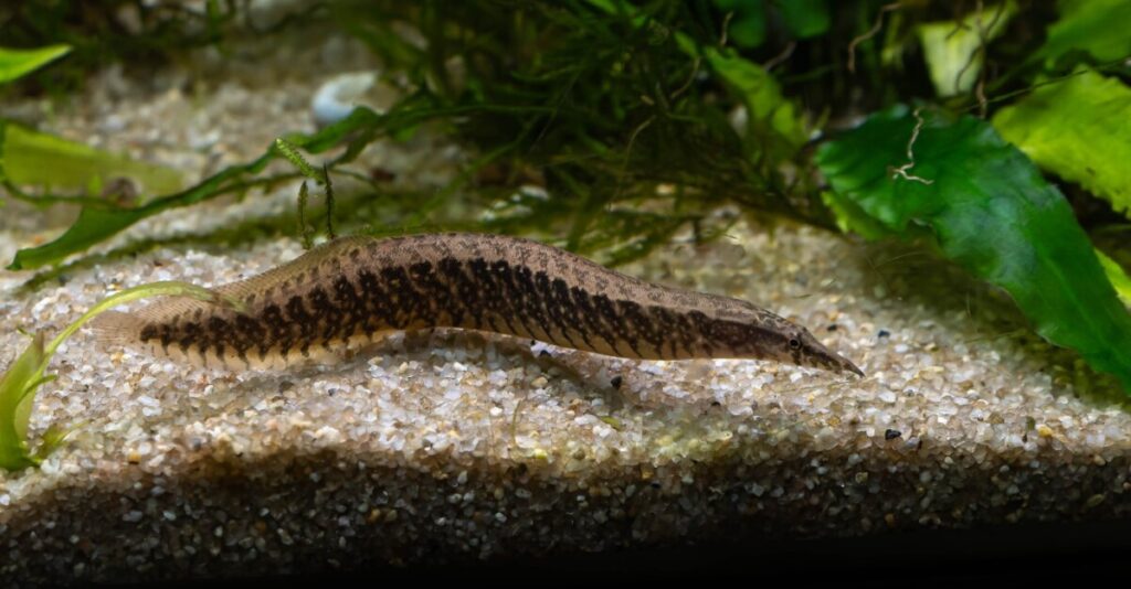 A happy and healthy Half-Banded Spiny Eel in its planted tank