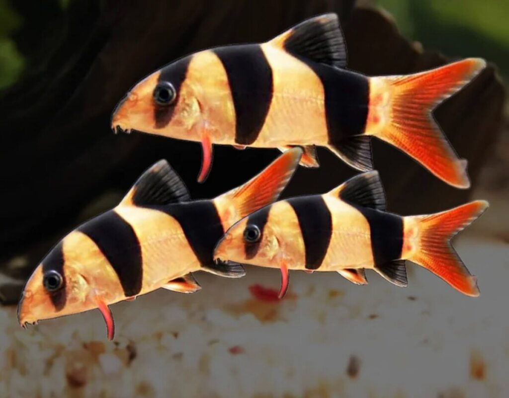 Clown loaches.