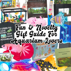 Guide to the Best Gifts for Aquarium Lovers (No Matter Your Every Budget)