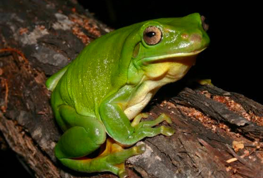 An Australian Green Tree Frog on a tree branch.