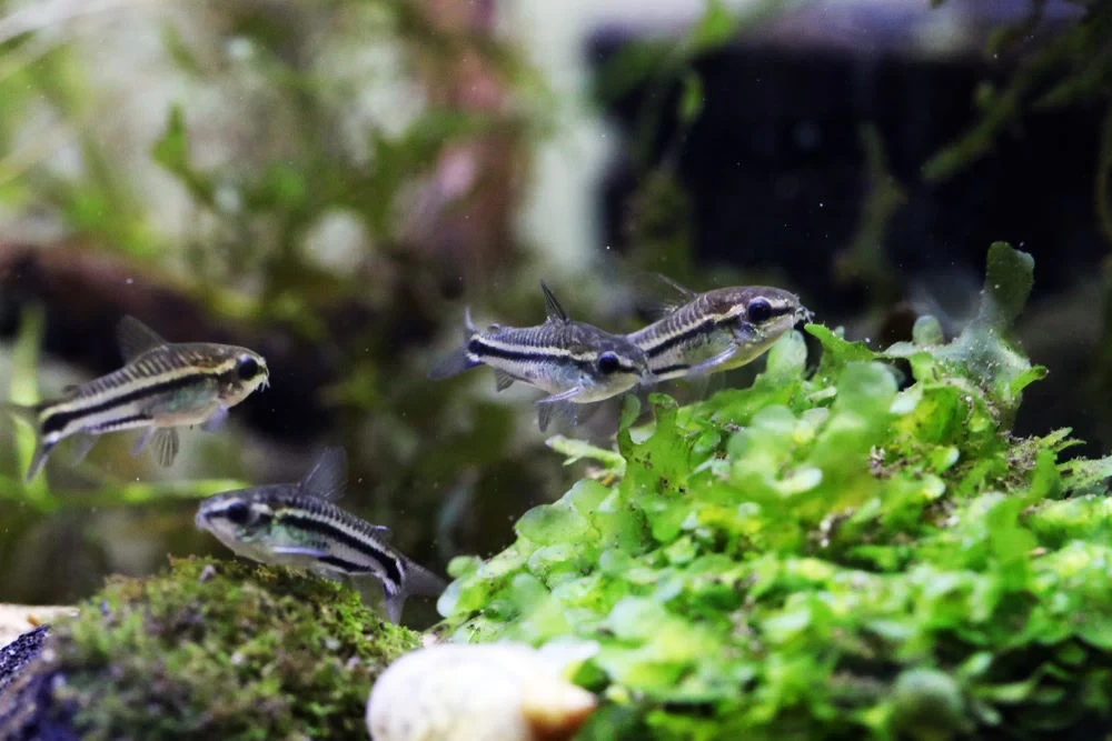 Pygmy Corydoras swimming in a group 