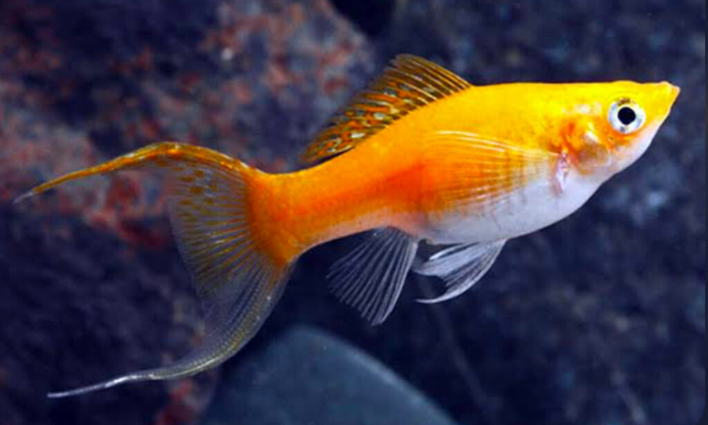 Creamsicle Lyretail Molly