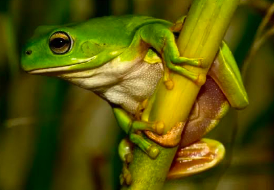 An Australian Green Tree Frog clinging to a plant.