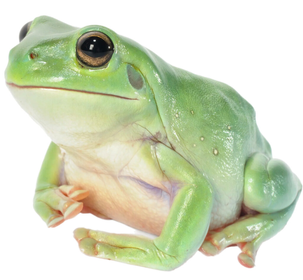 An Australian Green Tree Frog on a white background.