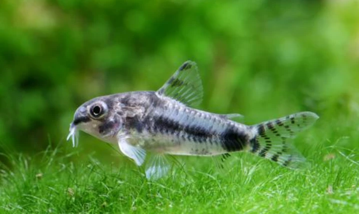 Corydoras habsorus is also called the Salt and Pepper Cory for its speckled colors 