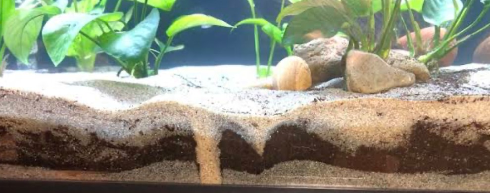 The sandy substrate of a planted aquarium.