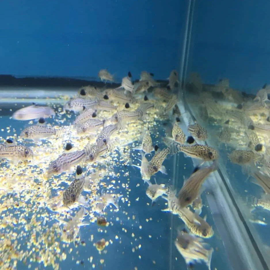 Julii Corydoras sifting through substrate to feed