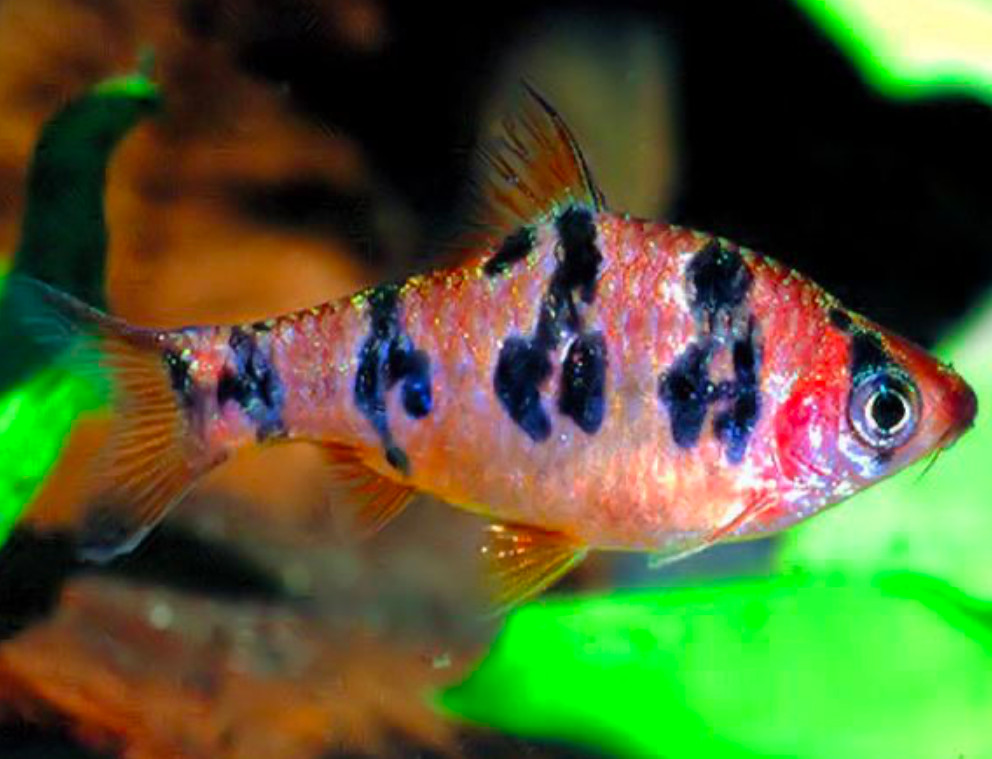 A Snakeskin Barb in a planted tank.