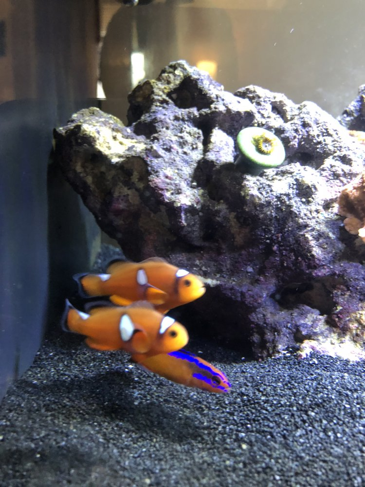 Dotty Back sharing a community tank with clownfish
