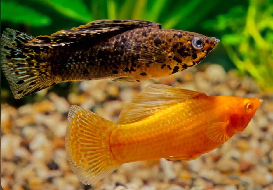 Two mollies swimming in a planted tank.