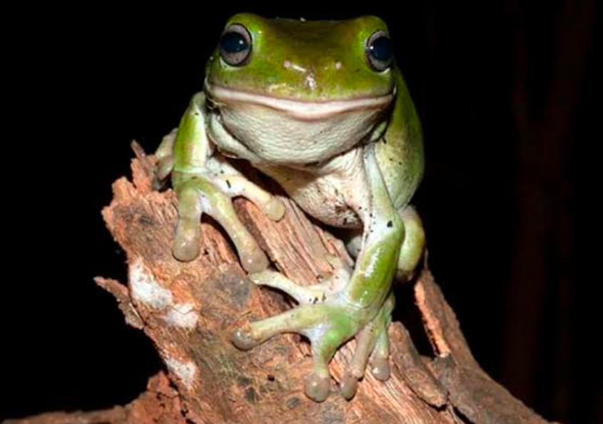 An Australian Green Tree Frog climbing on driftwood.
