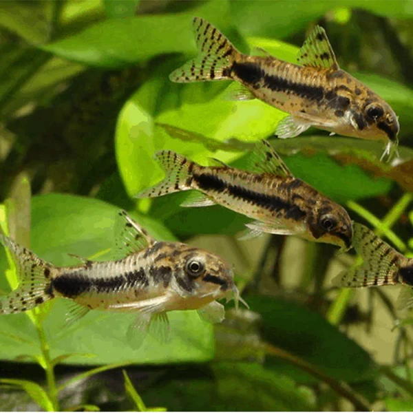 Provide enough vegetation for your Dwarf Corydoras fish to interact with