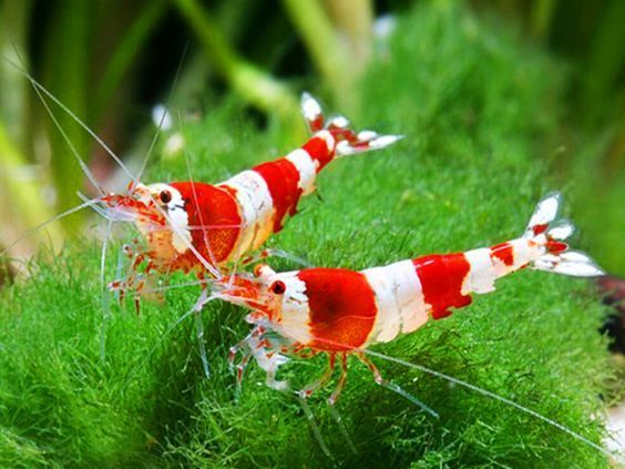 Pictured, Two Crystal Red Shrimp swimming at the bottom of a planted aquarium