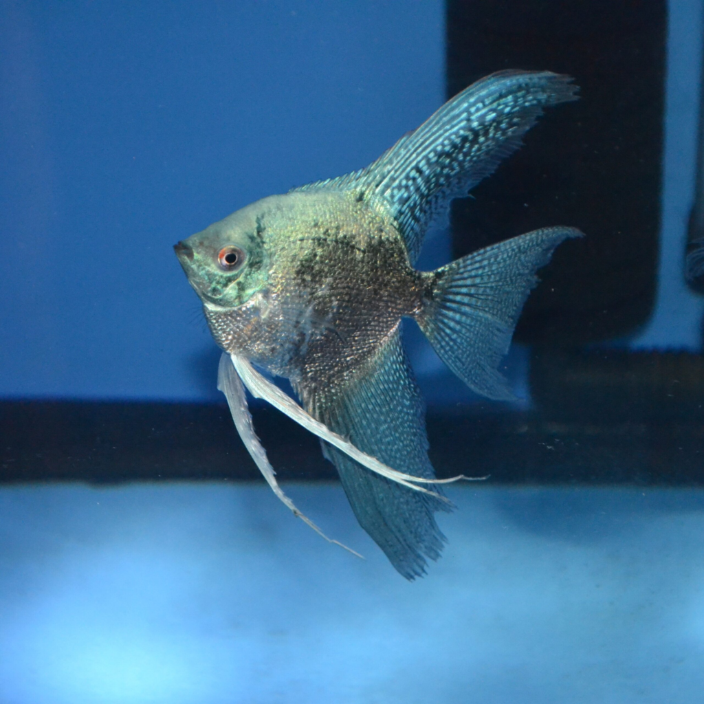 Smokey Angelfish: Essential Care and Insights