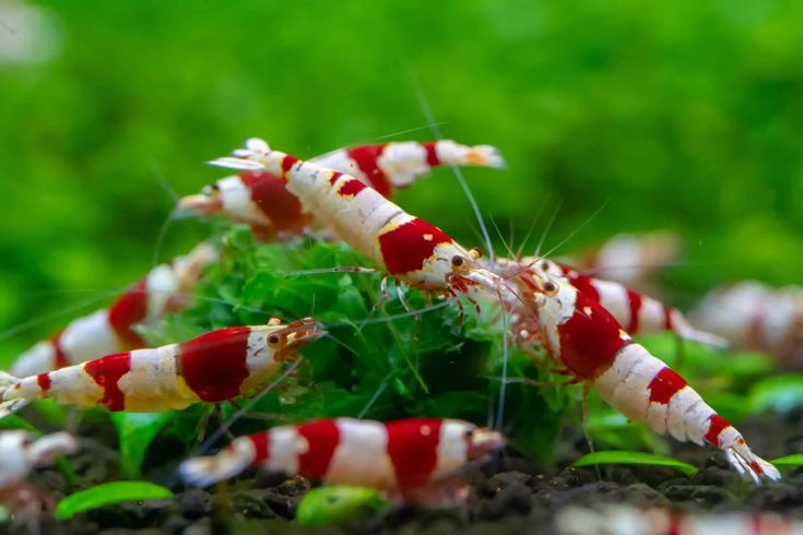 Pictured, A group of Crystal Red Shrimps gathered at the bottom of a home tank.