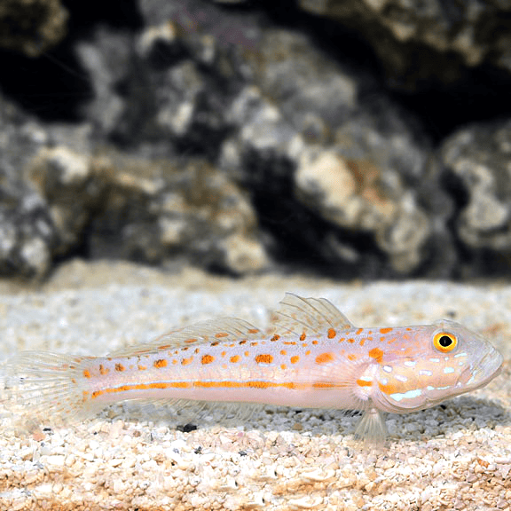 Sand sifting goby fish