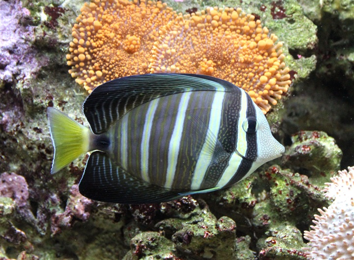 A Pacific Sailfin Tang fish