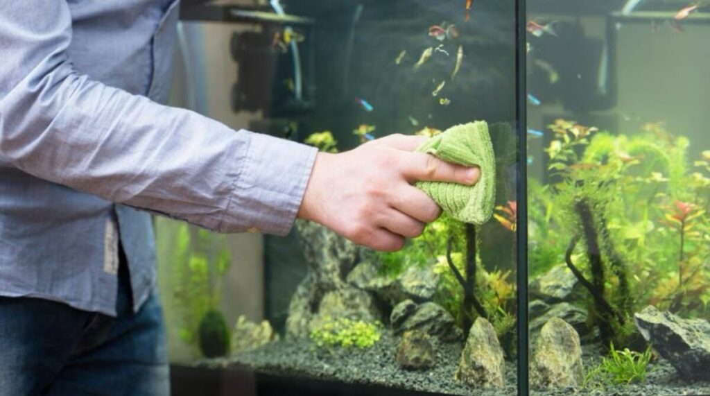 A fishkeeper using a folded rag to clean the outside of an aquarium.