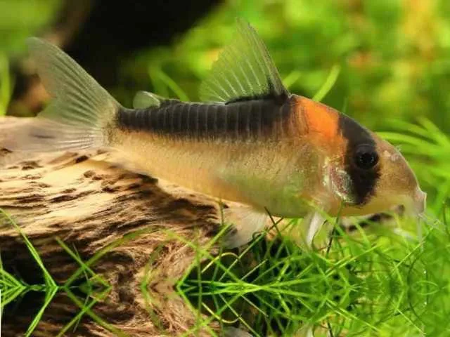 The vibrant Adolfo’s Corydoras resting on a driftwood 