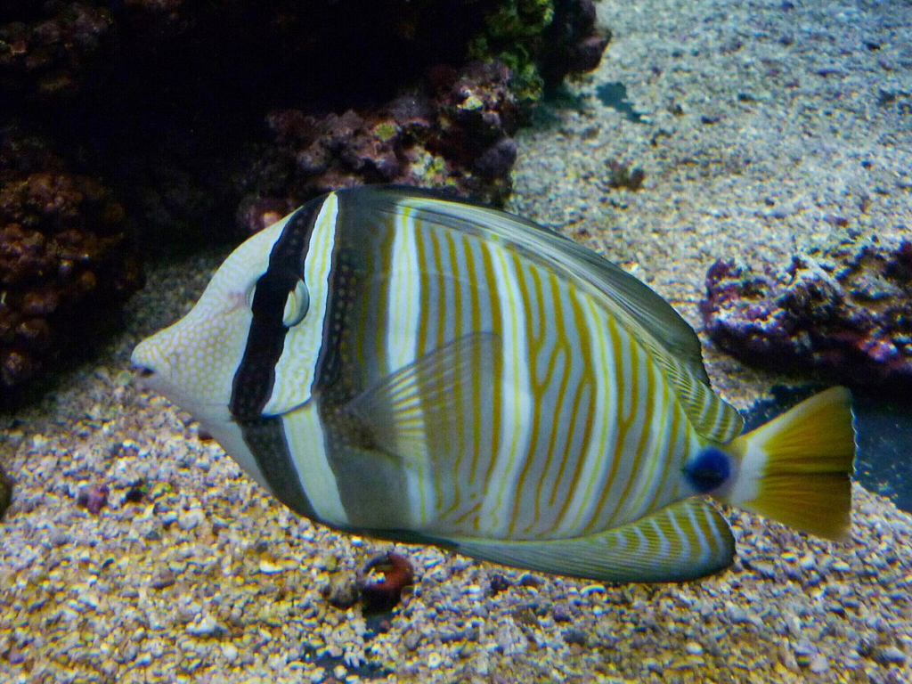 Beautiful Sailfin Tang demonstrating its various patterns and color intensity 