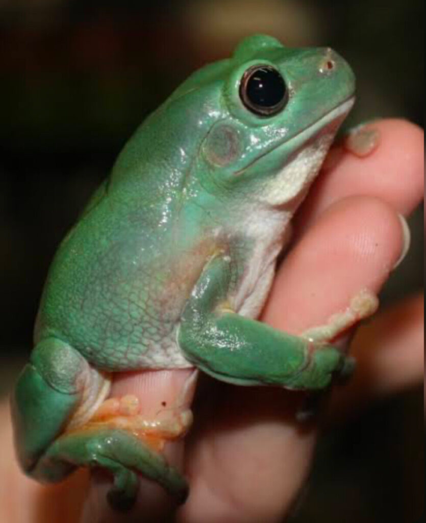 An Australian Green Tree Frog on a person's hand.