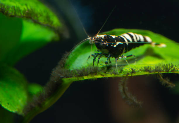 Pictured, A mature Crystal Black Shrimp