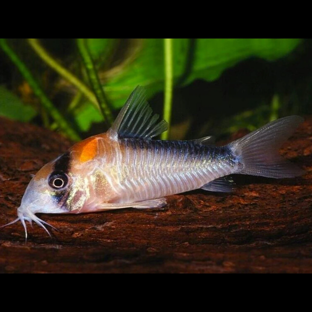 A happy and healthy Adolfo Corydoras resting in its aquascaped nano tank