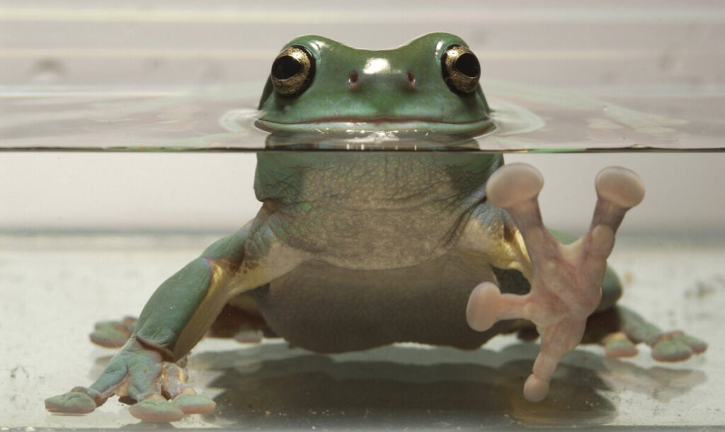 An Australian Green Tree Frog dipping in some water.