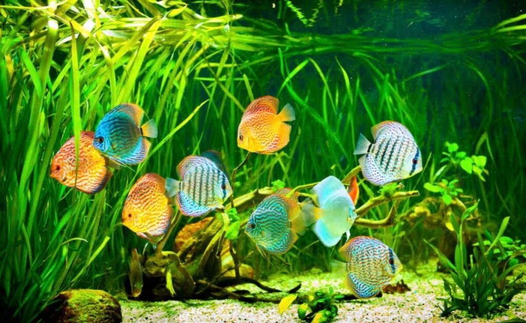 Various colorful discus swimming in a planted tank.