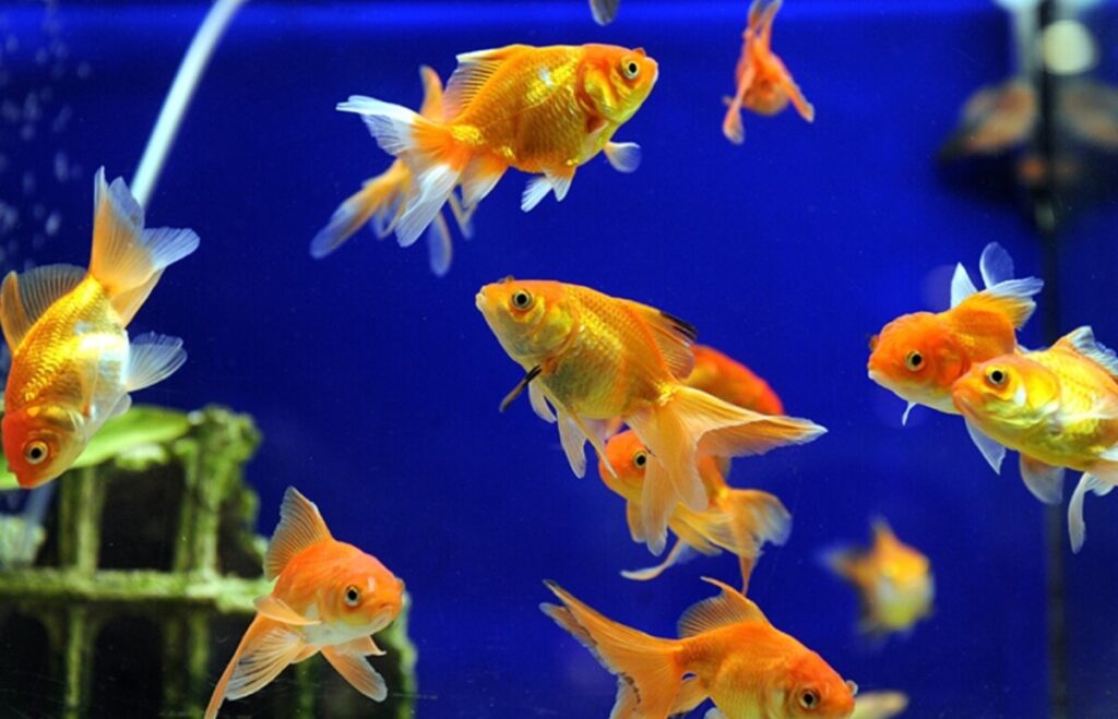 Goldfish swimming happily in their well maintained aquarium.