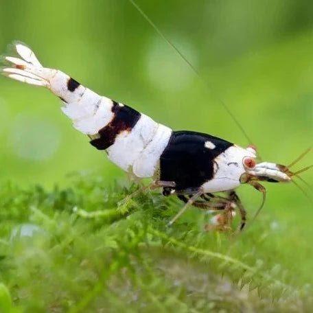 Pictured, A close-up image showing the distinctive colors of a Crystal Black Shrimp